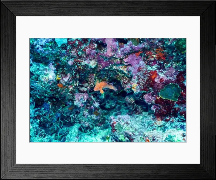 Framed Print : Coral Reef and Tropical Fish on Maldives island Framed Print : Coral Reef and Tropical Fish on Maldives island