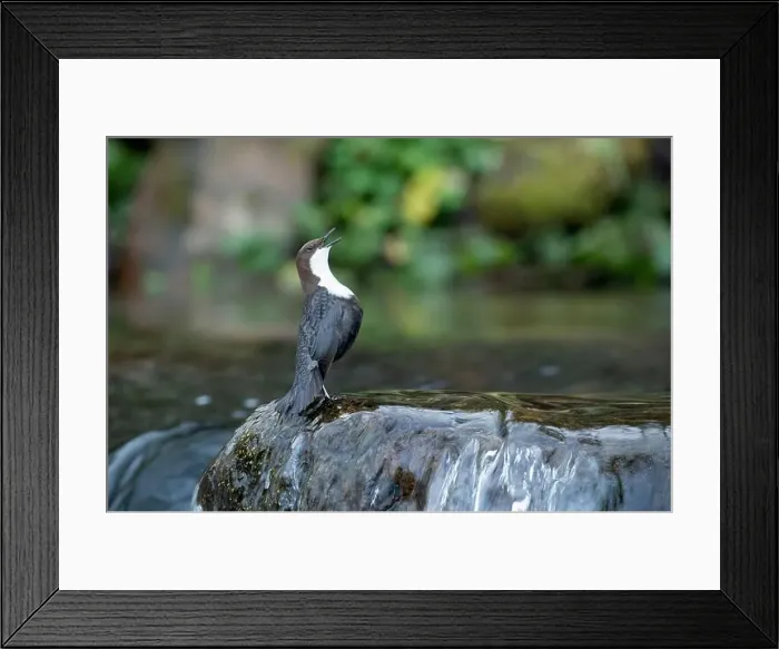 Framed Print : Dipper male in a mountain river before the sun rises in the mating season waiting for the female Framed Print : Dipper male in a mountain river before the sun rises in the mating season waiting for the female