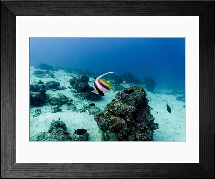 Framed Print : Moorish Idol (Zanclus cornutus) in the coral reef of Maldives island Framed Print : Moorish Idol (Zanclus cornutus) in the coral reef of Maldives island