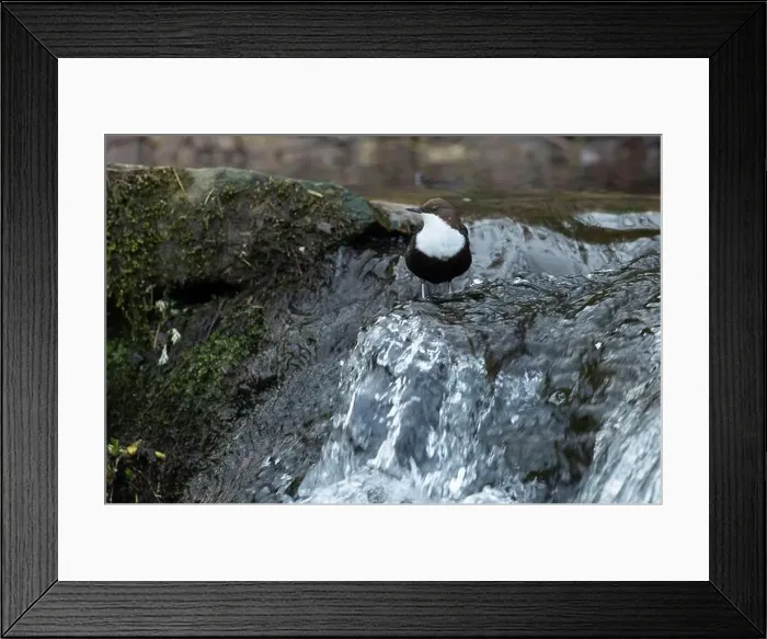 Framed Print : Dipper male in a mountain river before the sun rises in the mating season waiting for the female Framed Print : Dipper male in a mountain river before the sun rises in the mating season waiting for the female