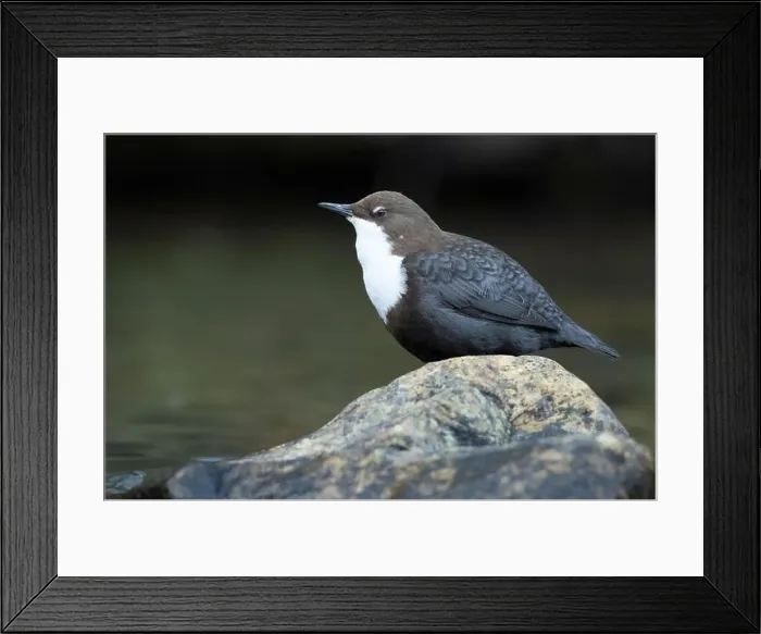 Framed Print : Dipper male in a mountain river before the sun rises in the mating season waiting for the female Framed Print : Dipper male in a mountain river before the sun rises in the mating season waiting for the female