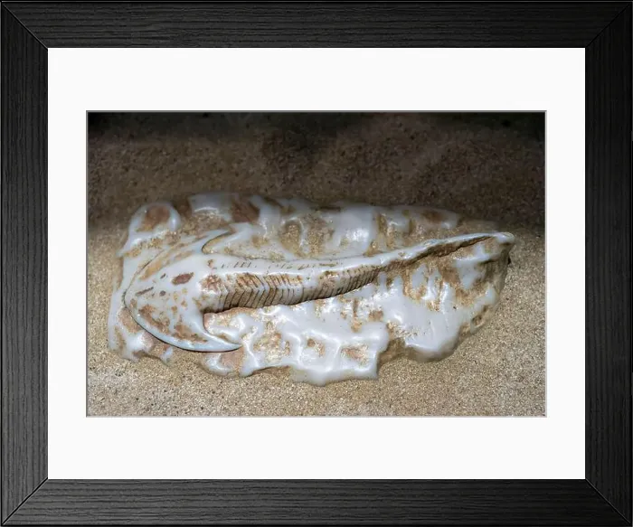 Framed Print : Ancient fossil of jawless fish Cephalaspis in sand Framed Print : Ancient fossil of jawless fish Cephalaspis in sand
