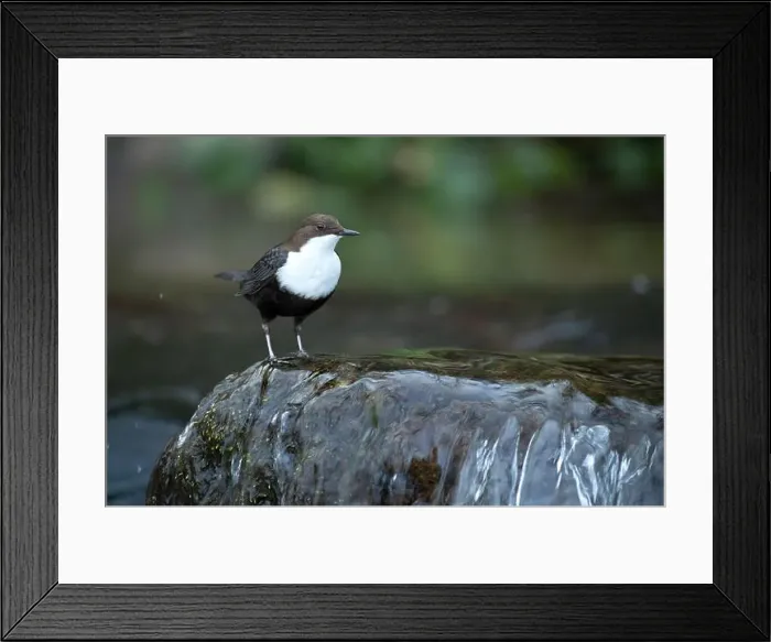Framed Print : Dipper male in a mountain river before the sun rises in the mating season waiting for the female Framed Print : Dipper male in a mountain river before the sun rises in the mating season waiting for the female