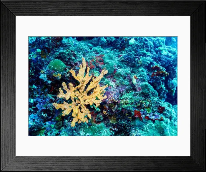 Framed Print : Coral Reef and Tropical Fish on Maldives island Framed Print : Coral Reef and Tropical Fish on Maldives island