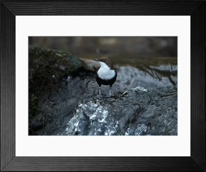 Framed Print : Dipper male in a mountain river before the sun rises in the mating season waiting for the female Framed Print : Dipper male in a mountain river before the sun rises in the mating season waiting for the female