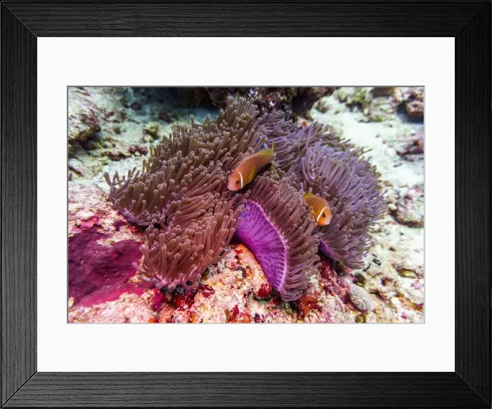Framed Print : Clown Anemonefish (Amphiprion percula) and sea anemone in the coral reef of Maldives island Framed Print : Clown Anemonefish (Amphiprion percula) and sea anemone in the coral reef of Maldives island
