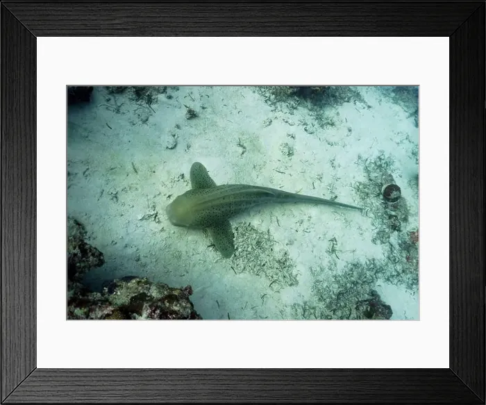 Framed Print : Zebra Shark (Stegostoma fasciatum) laying on sand bottom in the coral reef of Maldives island