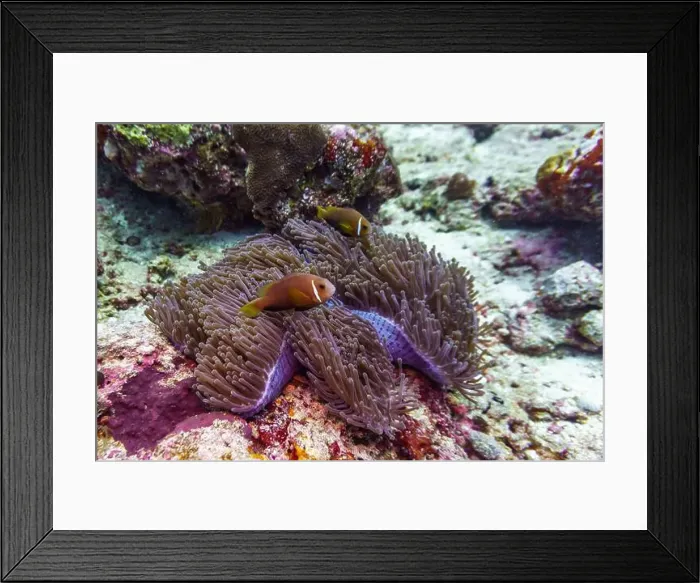 Framed Print : Clown Anemonefish (Amphiprion percula) and sea anemone in the coral reef of Maldives island Framed Print : Clown Anemonefish (Amphiprion percula) and sea anemone in the coral reef of Maldives island
