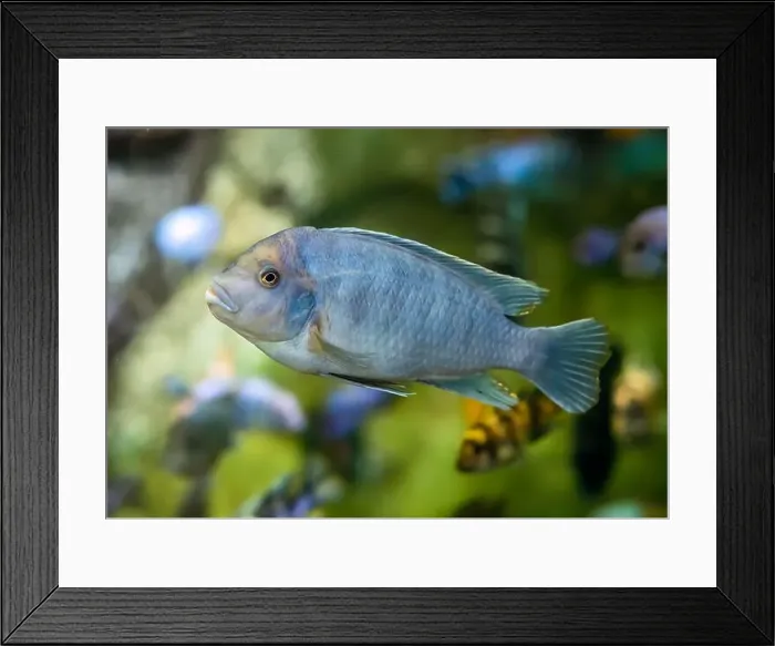 Framed Print : The zebra mbuna (Maylandia zebra) fish in aquarium Framed Print : The zebra mbuna (Maylandia zebra) fish in aquarium