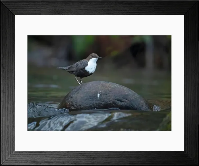 Framed Print : Dipper male in a mountain river before the sun rises in the mating season waiting for the female Framed Print : Dipper male in a mountain river before the sun rises in the mating season waiting for the female