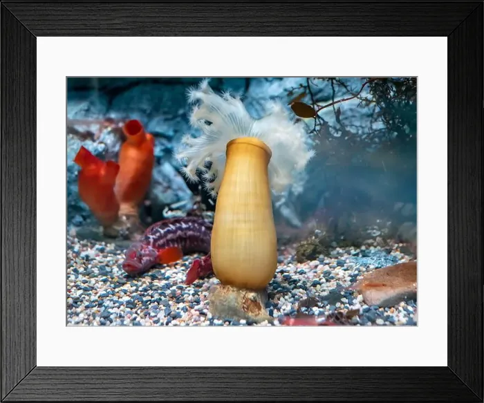Framed Print : Metridium dianthus sea anemone close up