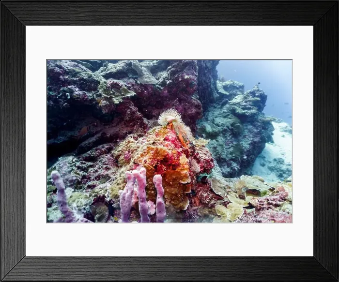 Framed Print : Coral Reef and Tropical Fish on Maldives island Framed Print : Coral Reef and Tropical Fish on Maldives island