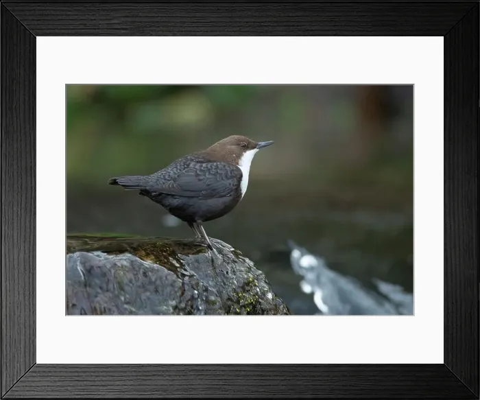 Framed Print : Dipper male in a mountain river before the sun rises in the mating season waiting for the female Framed Print : Dipper male in a mountain river before the sun rises in the mating season waiting for the female