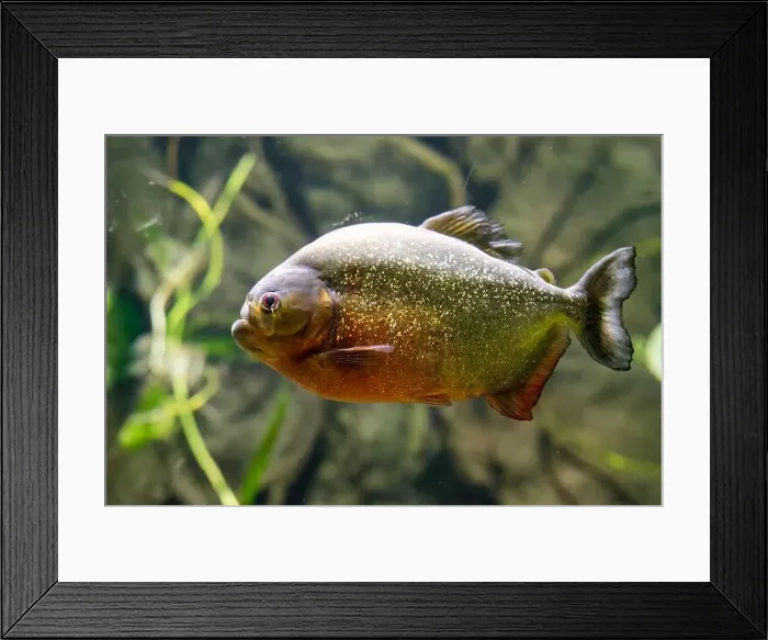 Framed Print : Red-bellied piranha also known as the red piranha (Pygocentrus nattereri) Framed Print : Red-bellied piranha also known as the red piranha (Pygocentrus nattereri)
