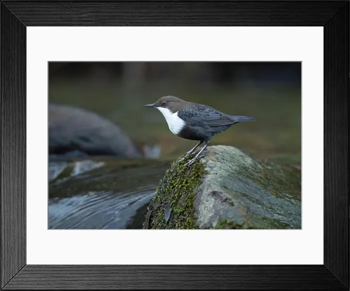 Framed Print : Dipper male in a mountain river before the sun rises in the mating season waiting for the female Framed Print : Dipper male in a mountain river before the sun rises in the mating season waiting for the female
