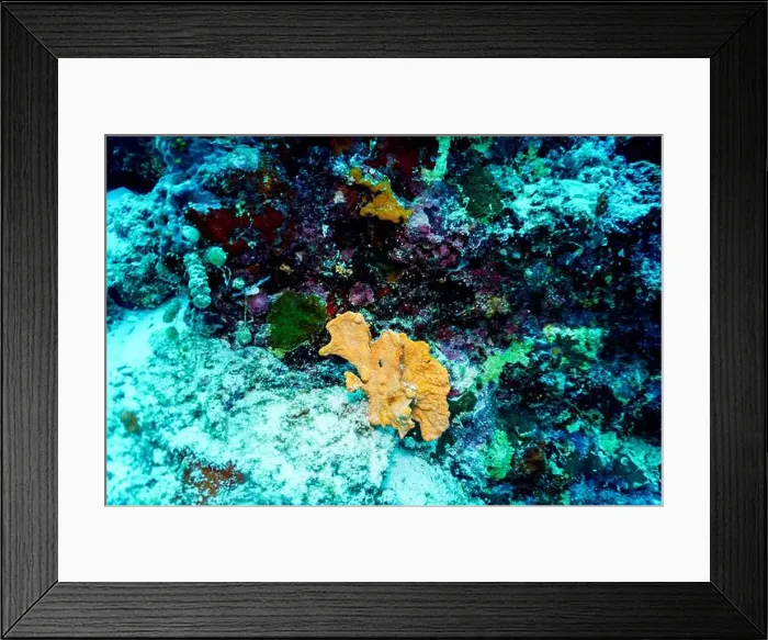 Framed Print : Coral Reef and Tropical Fish on Maldives island Framed Print : Coral Reef and Tropical Fish on Maldives island