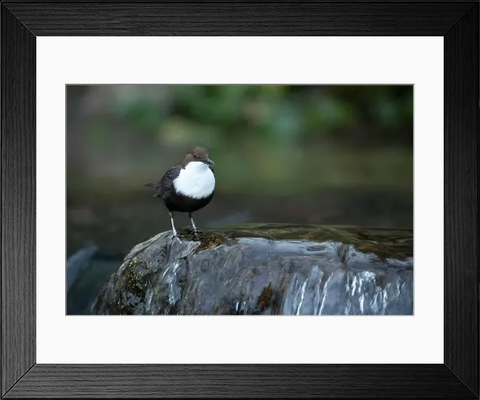Framed Print : Dipper male in a mountain river before the sun rises in the mating season waiting for the female