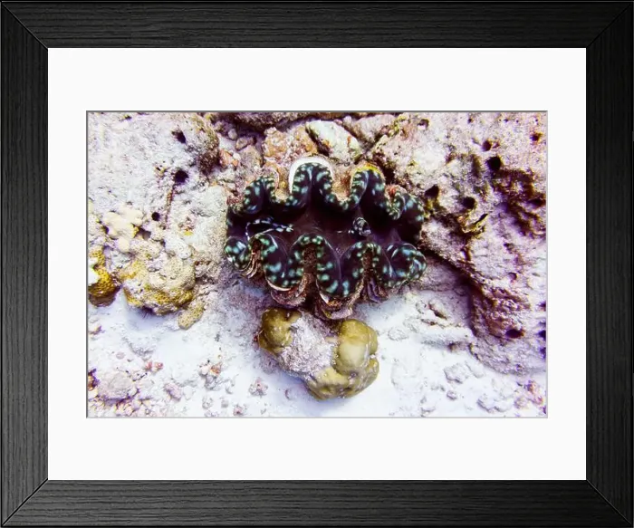 Framed Print : Coral Reef and Tropical Fish on Maldives island Framed Print : Coral Reef and Tropical Fish on Maldives island
