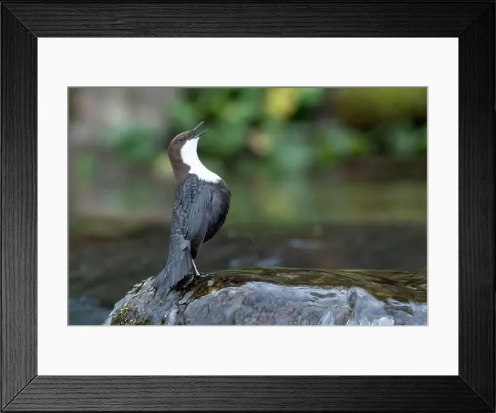 Framed Print : Dipper male in a mountain river before the sun rises in the mating season waiting for the female Framed Print : Dipper male in a mountain river before the sun rises in the mating season waiting for the female