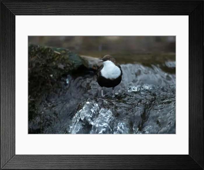 Framed Print : Dipper male in a mountain river before the sun rises in the mating season waiting for the female Framed Print : Dipper male in a mountain river before the sun rises in the mating season waiting for the female