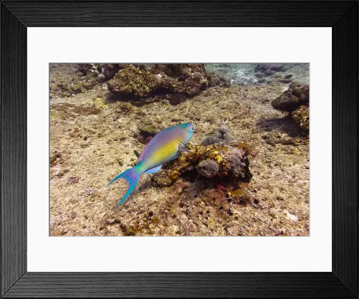 Framed Print : Rusty parrotfish (scaridae) in the coral reef of Maldives island Framed Print : Rusty parrotfish (scaridae) in the coral reef of Maldives island