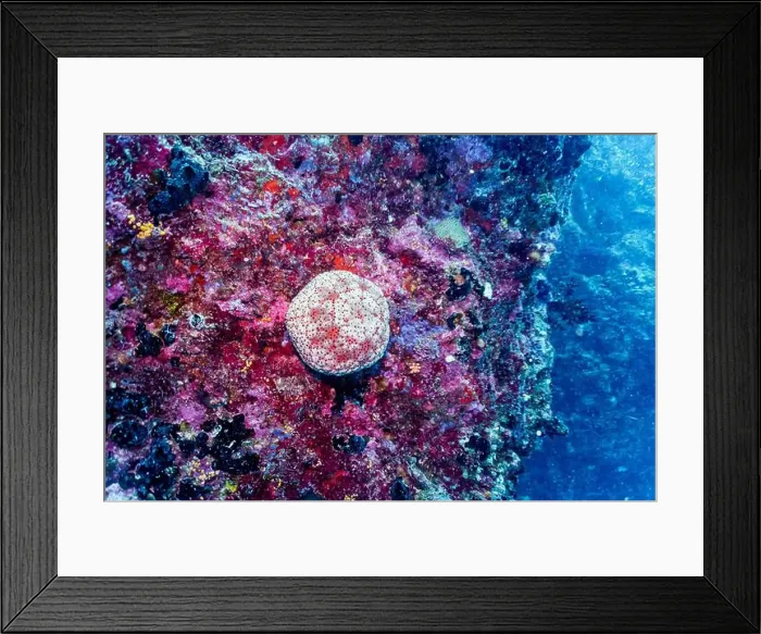 Framed Print : Coral Reef and Tropical Fish on Maldives island Framed Print : Coral Reef and Tropical Fish on Maldives island