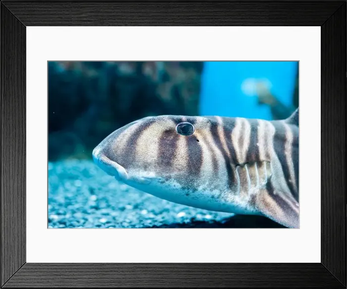 Framed Print : Zebra bullhead shark (Heterodontus zebra) swimming in the sea Framed Print : Zebra bullhead shark (Heterodontus zebra) swimming in the sea