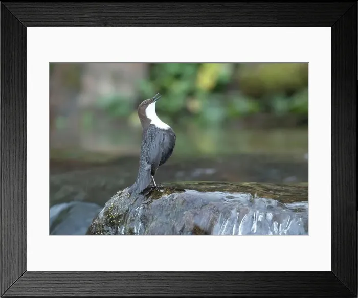 Framed Print : Dipper male in a mountain river before the sun rises in the mating season waiting for the female Framed Print : Dipper male in a mountain river before the sun rises in the mating season waiting for the female