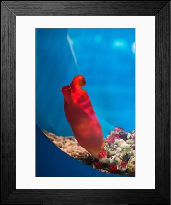 Framed Print : Halocynthia aurantium, commonly known as the sea peach in aquarium Framed Print : Halocynthia aurantium, commonly known as the sea peach in aquarium