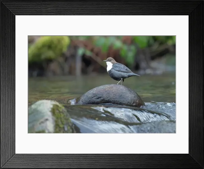 Framed Print : Dipper male in a mountain river before the sun rises in the mating season waiting for the female Framed Print : Dipper male in a mountain river before the sun rises in the mating season waiting for the female