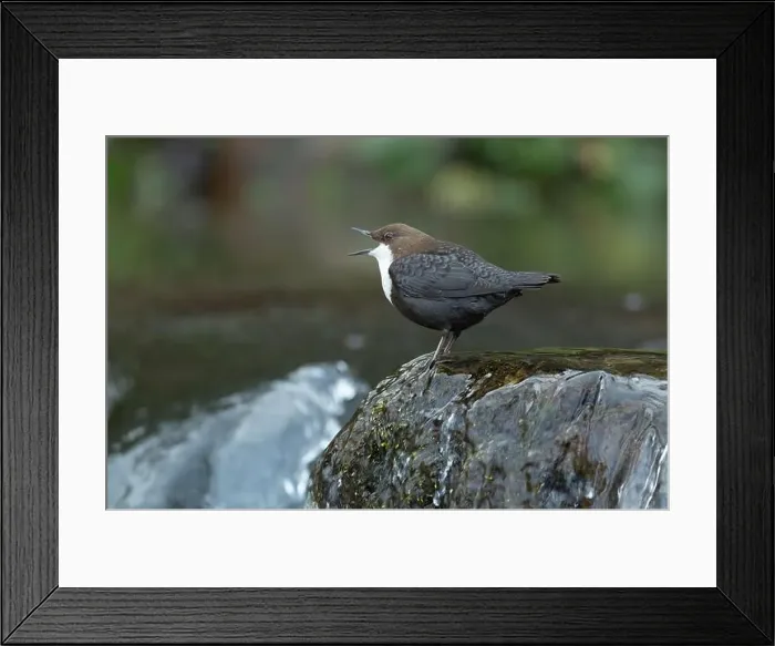 Framed Print : Dipper male in a mountain river before the sun rises in the mating season waiting for the female Framed Print : Dipper male in a mountain river before the sun rises in the mating season waiting for the female