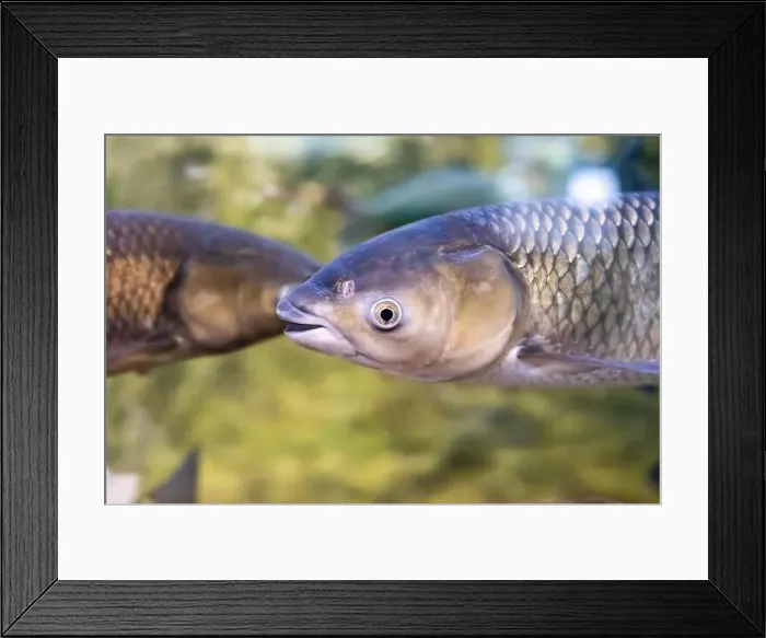 Framed Print : Cyprinus rubrofuscus, the Amur carp in Amur river in Russia Framed Print : Cyprinus rubrofuscus, the Amur carp in Amur river in Russia