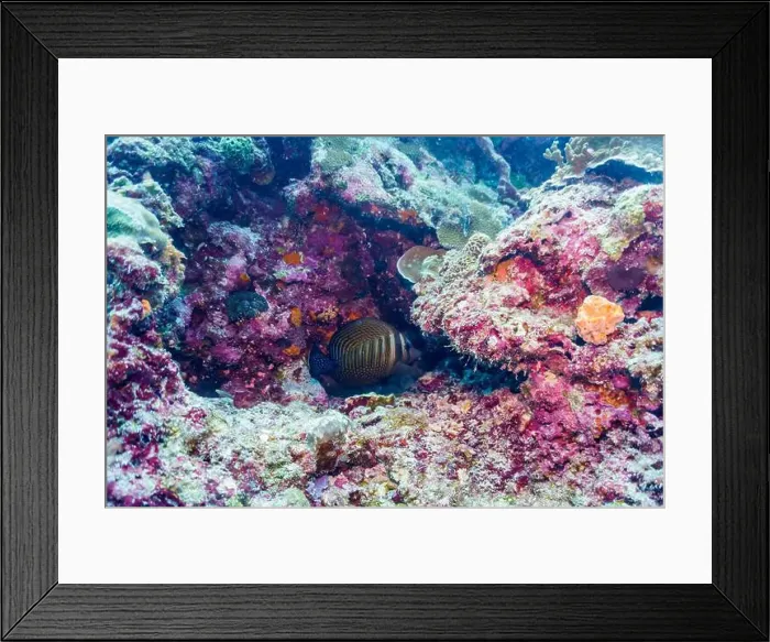 Framed Print : Coral Reef and Tropical Fish on Maldives island Framed Print : Coral Reef and Tropical Fish on Maldives island