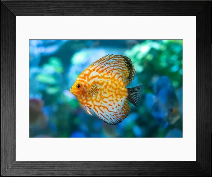 Framed Print : Yellow Symphysodon (known as discus or discus fish) swimming in aquarium Framed Print : Yellow Symphysodon (known as discus or discus fish) swimming in aquarium
