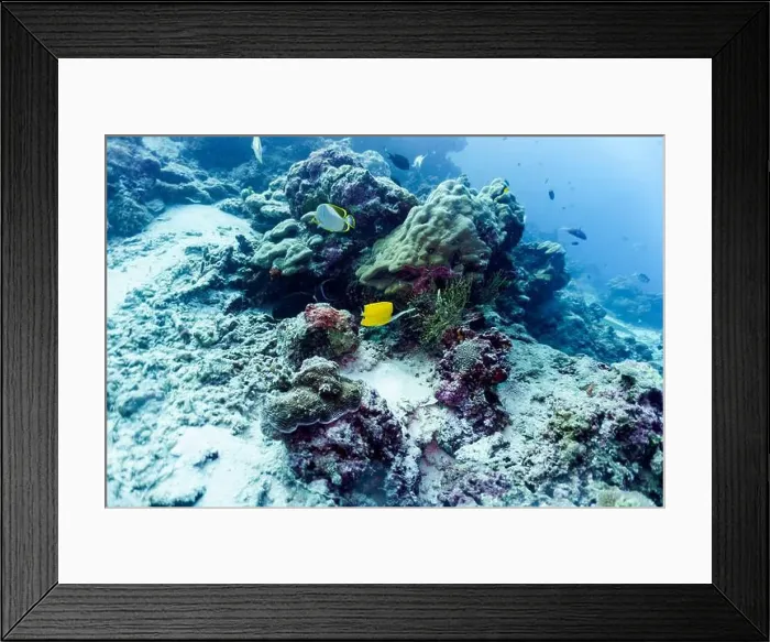 Framed Print : Moorish Idol (Zanclus cornutus) in the coral reef of Maldives island Framed Print : Moorish Idol (Zanclus cornutus) in the coral reef of Maldives island