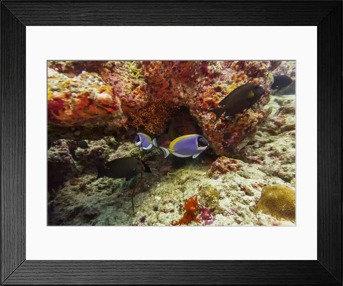 Framed Print : Yellowfin surgeon fish in the coral reef of Maldives island Framed Print : Yellowfin surgeon fish in the coral reef of Maldives island