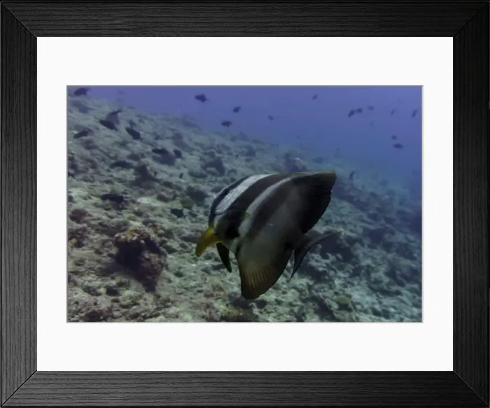 Framed Print : Orbicular batfish (Platax orbicularis) in the coral reef of Maldives island Framed Print : Orbicular batfish (Platax orbicularis) in the coral reef of Maldives island