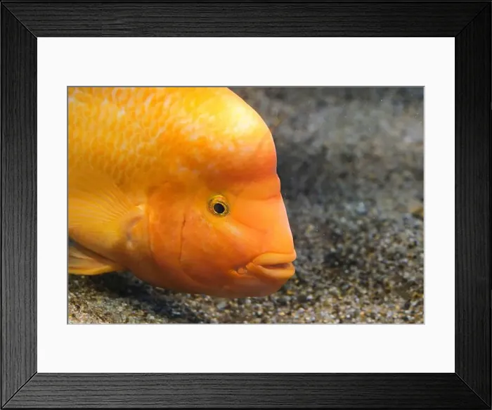 Framed Print : Yellow citron cichlid in aquarium against background sea sand