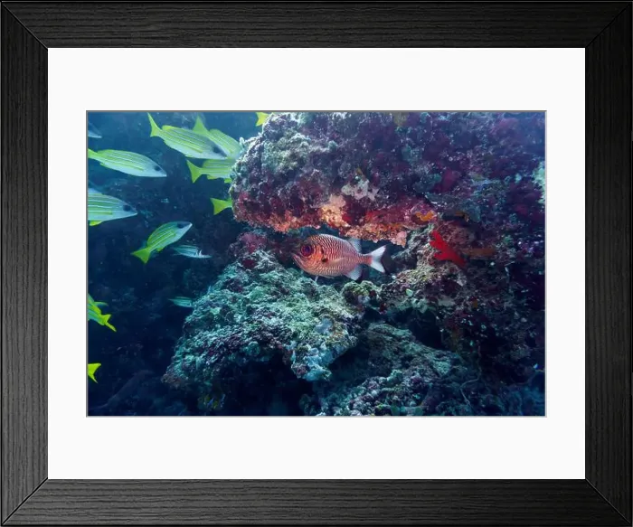 Framed Print : Blacktip soldier fish (Myripristis botche) in the coral reef of Maldives island Framed Print : Blacktip soldier fish (Myripristis botche) in the coral reef of Maldives island
