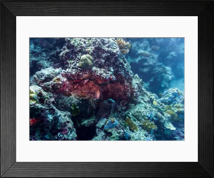 Framed Print : Coral Reef and Tropical Fish on Maldives island Framed Print : Coral Reef and Tropical Fish on Maldives island