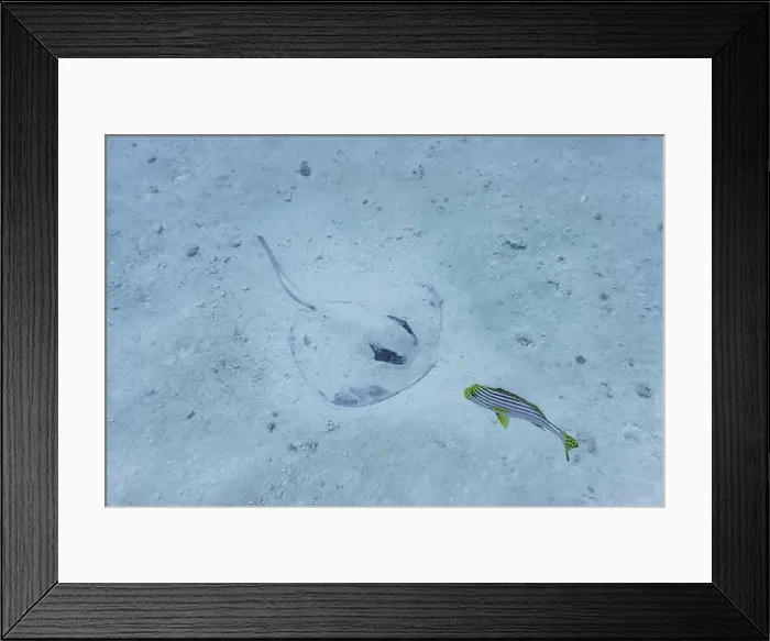 Framed Print : Sting ray in the coral reef of Maldives island Framed Print : Sting ray in the coral reef of Maldives island