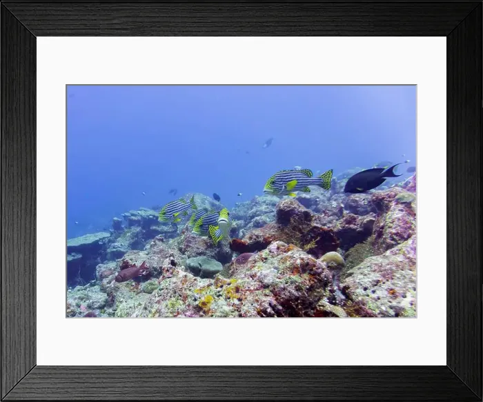 Framed Print : Oriental Sweetlips fish (Plectorhinchus vittatus) in the coral reef of Maldives island Framed Print : Oriental Sweetlips fish (Plectorhinchus vittatus) in the coral reef of Maldives island
