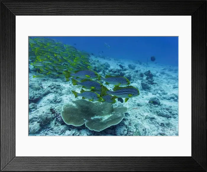Framed Print : Oriental Sweetlips fish (Plectorhinchus vittatus) in the coral reef of Maldives island Framed Print : Oriental Sweetlips fish (Plectorhinchus vittatus) in the coral reef of Maldives island