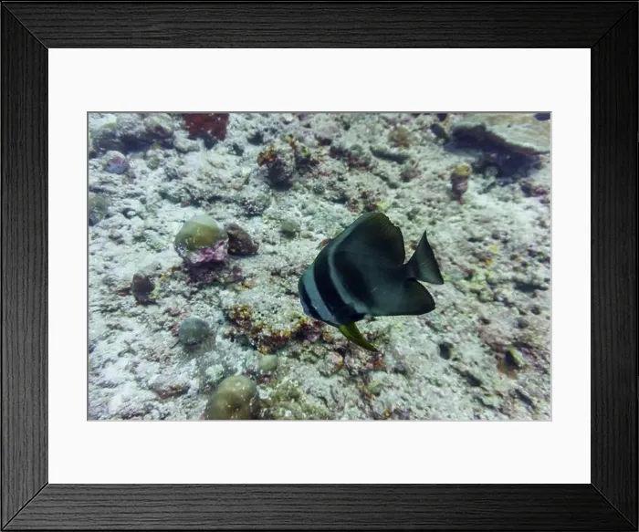 Framed Print : Orbicular batfish (Platax orbicularis) in the coral reef of Maldives island Framed Print : Orbicular batfish (Platax orbicularis) in the coral reef of Maldives island