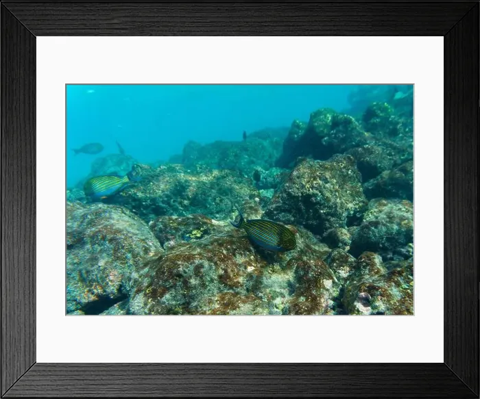 Framed Print : Blue banded surgeonfish (Acanthurus lineatus)