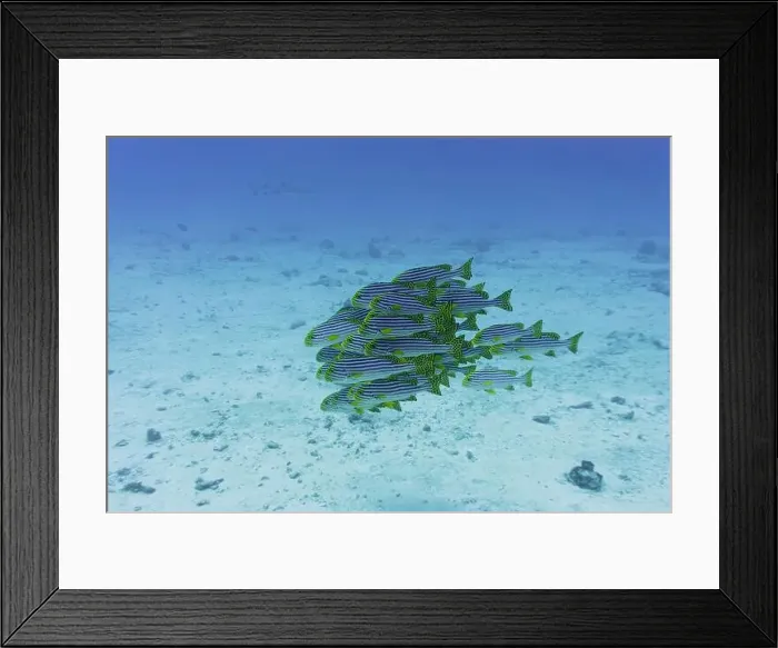 Framed Print : Oriental Sweetlips fish (Plectorhinchus vittatus) in the coral reef of Maldives island Framed Print : Oriental Sweetlips fish (Plectorhinchus vittatus) in the coral reef of Maldives island