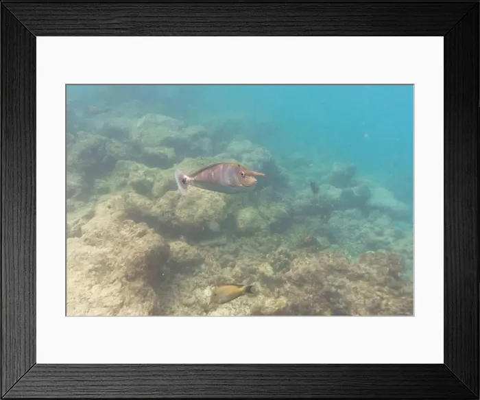 Framed Print : Unicorn Surgeonfish. Tropical and coral sea fish. Beautiful underwater world. Underwater photography Framed Print : Unicorn Surgeonfish. Tropical and coral sea fish. Beautiful underwater world. Underwater photography