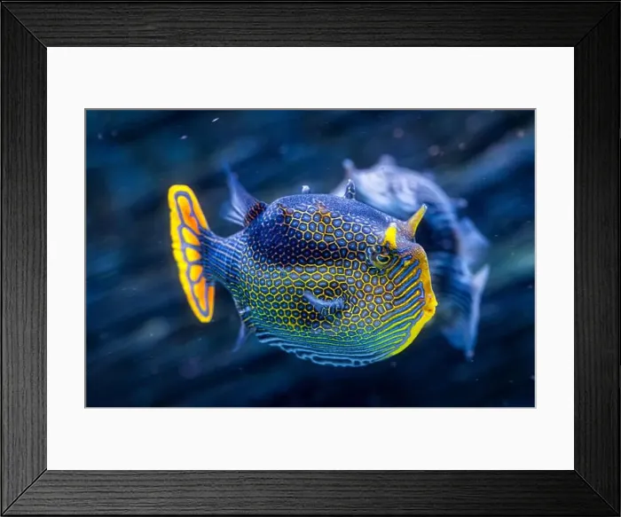 Framed Print : A closeup shot of a male ornate cowfish, Aracana ornata Framed Print : A closeup shot of a male ornate cowfish, Aracana ornata