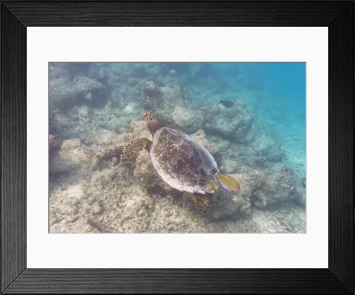 Framed Print : Green sea turtle. Tropical and coral sea wildelife. Beautiful underwater world. Underwater photography Framed Print : Green sea turtle. Tropical and coral sea wildelife. Beautiful underwater world. Underwater photography