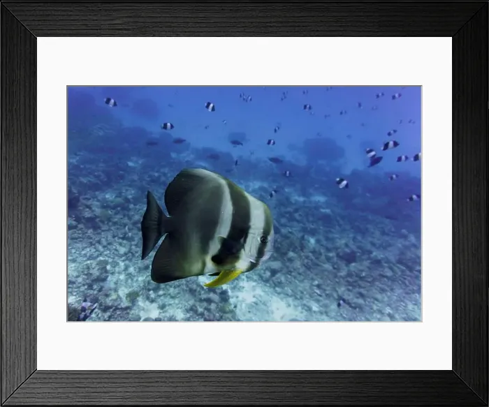 Framed Print : Orbicular batfish (Platax orbicularis) in the coral reef of Maldives island Framed Print : Orbicular batfish (Platax orbicularis) in the coral reef of Maldives island